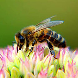 illustration 	abeille