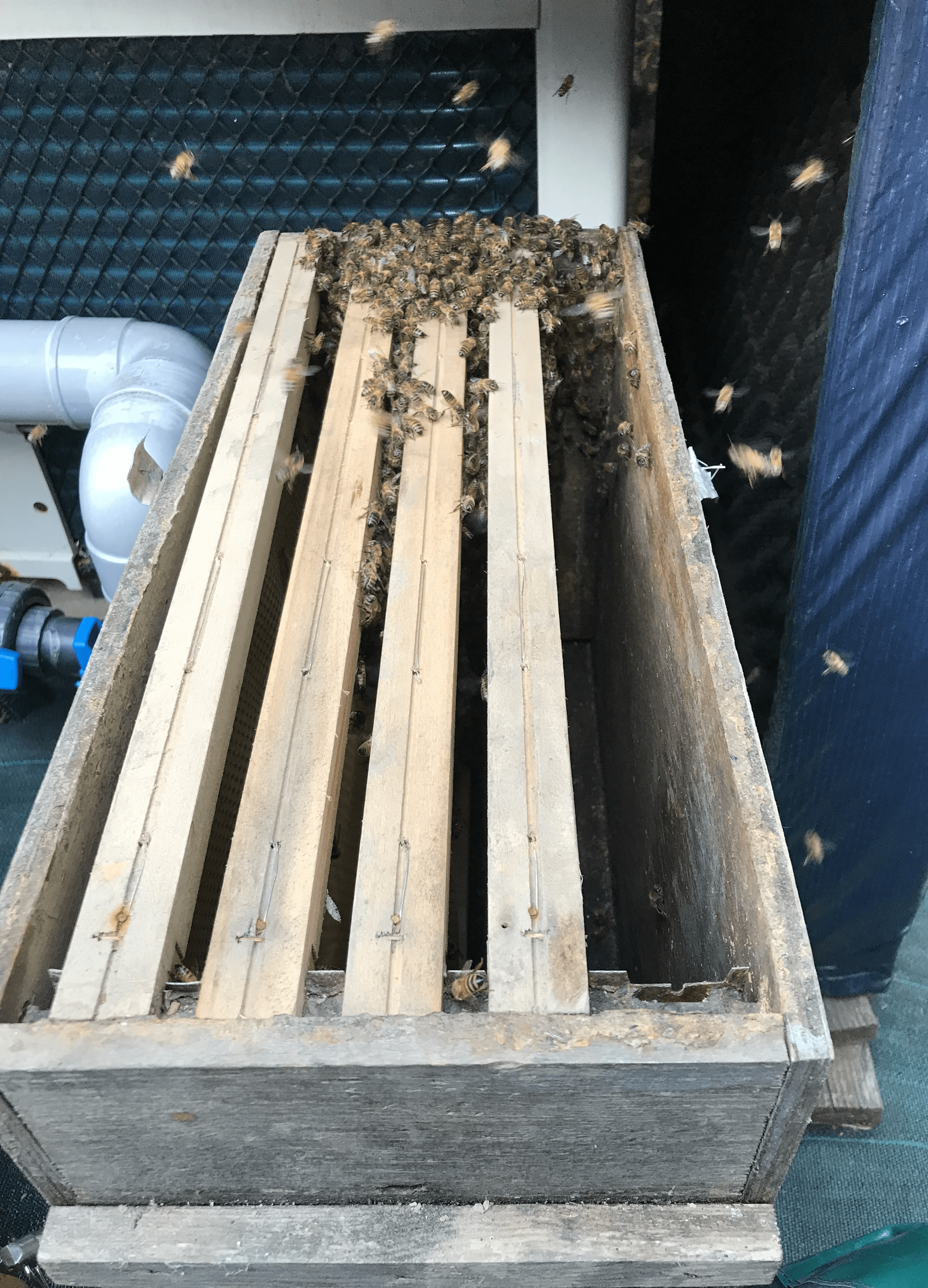 image d abeille Image decorative