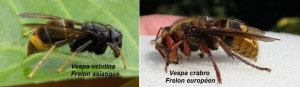 frelon européen et asiatique