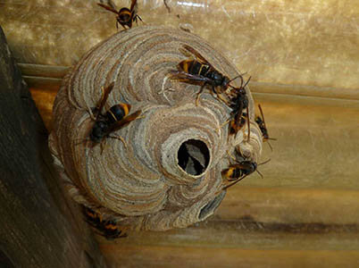 Image decorative